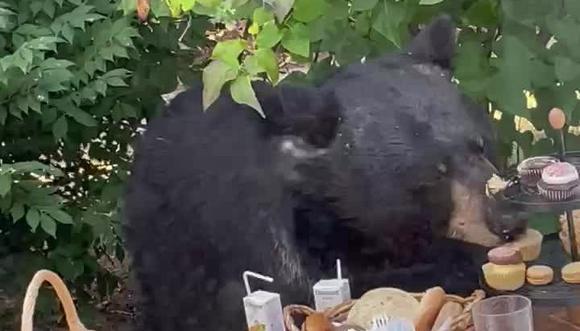 Medvjed upao na rođendansku zabavu i pojeo kolačiće