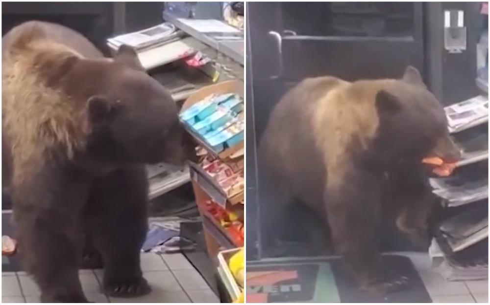 Video / Medvjed ušao u prodavnicu i odnio namirnice, uposlenik ostao šokiran