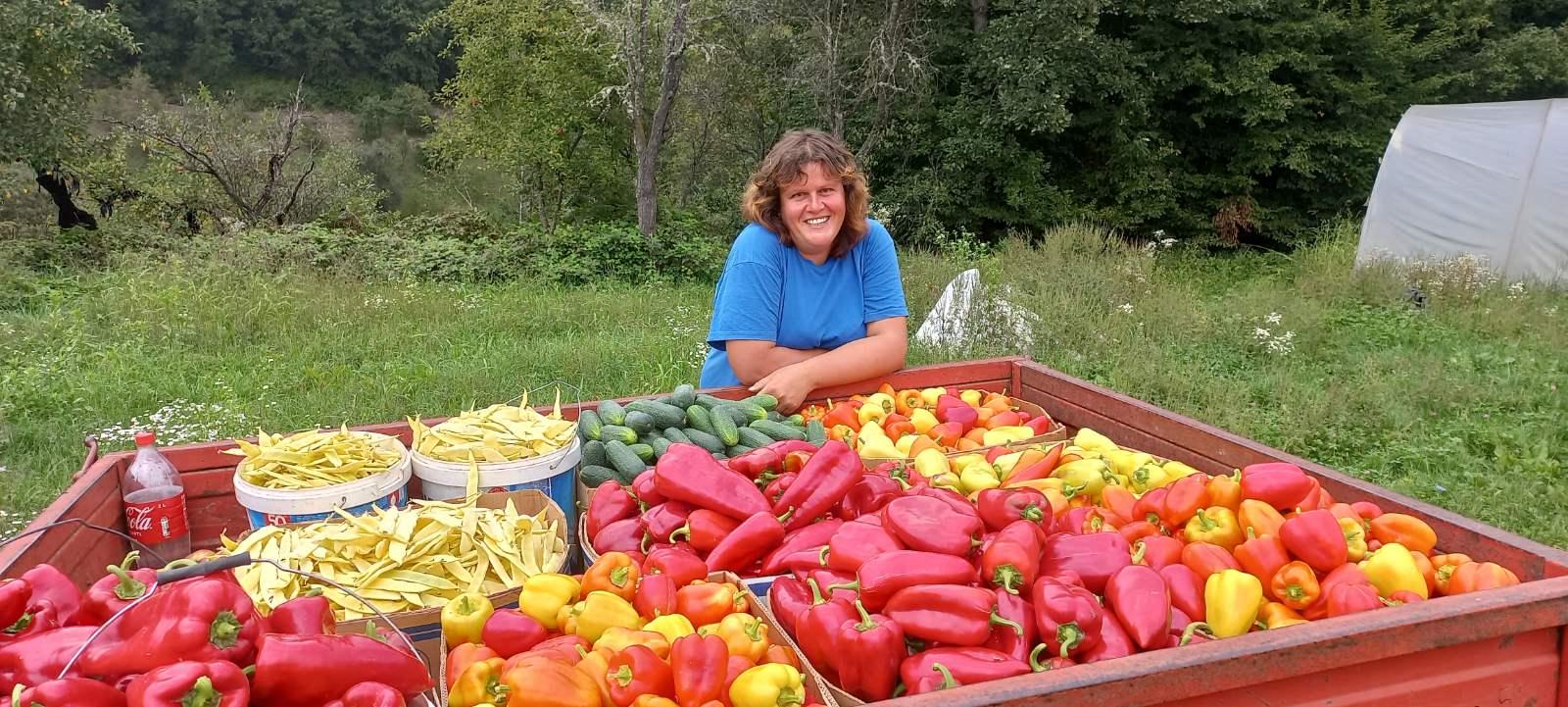 Vrijedna porodica Muhović ubire plodove svoga rada: U rekordnoj sezoni imat ćemo 15 tona paprike