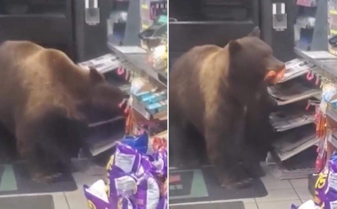 Uhvaćen na djelu: Medvjed ušao u prodavnicu i krao bombone