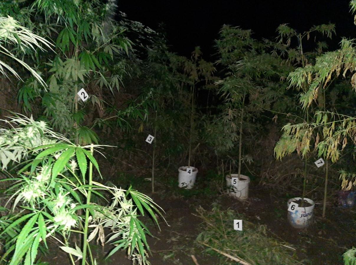 U Maglaju ponovo pronađen veći zasad marihuane: Visina od 30 do 340 centimetara
