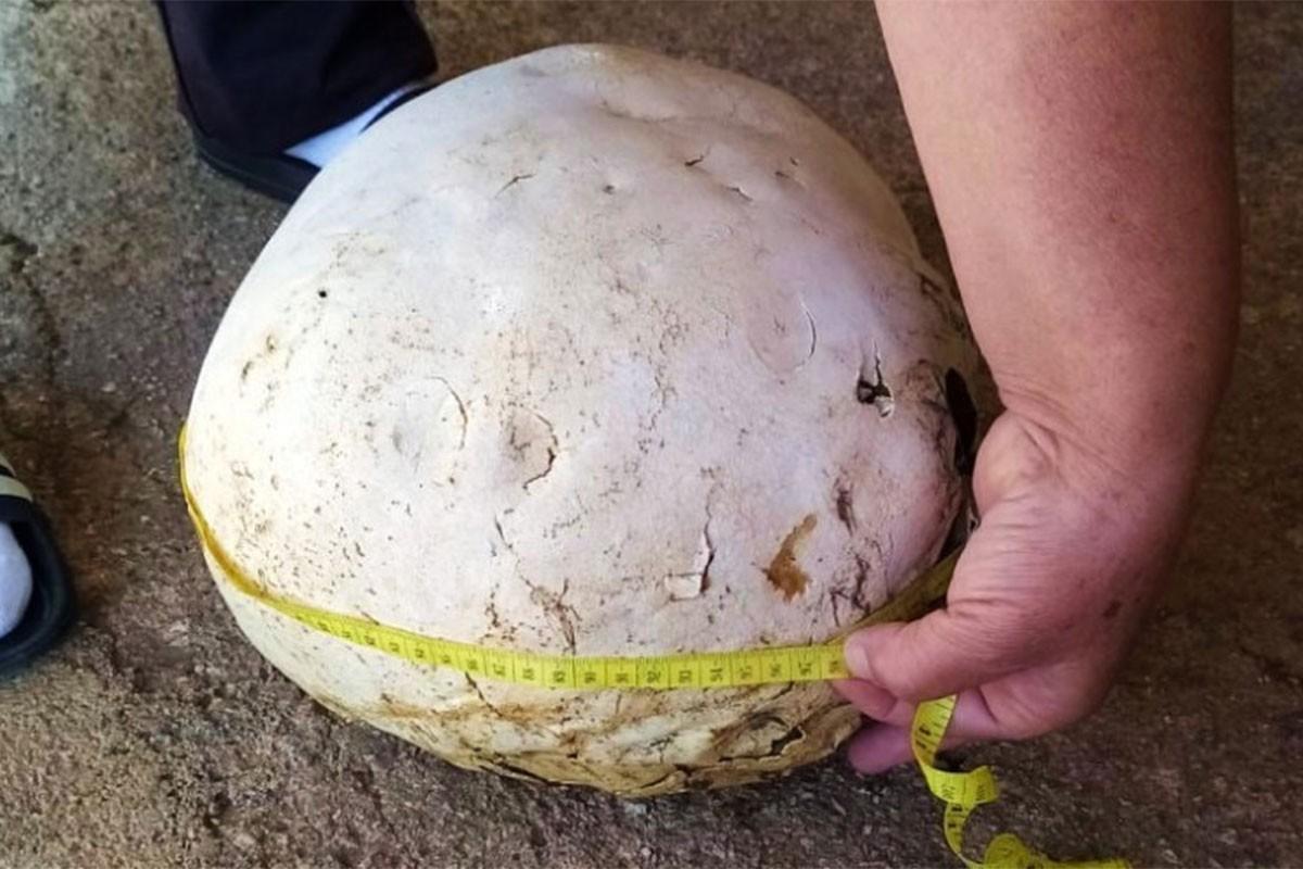 Pronašao gljivu tešku tri kilograma - Avaz