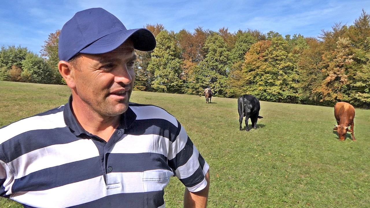 Šaban Julardžija bavi se stočarstvom: Krava je otelila 19 teladi, ovo je ljubav