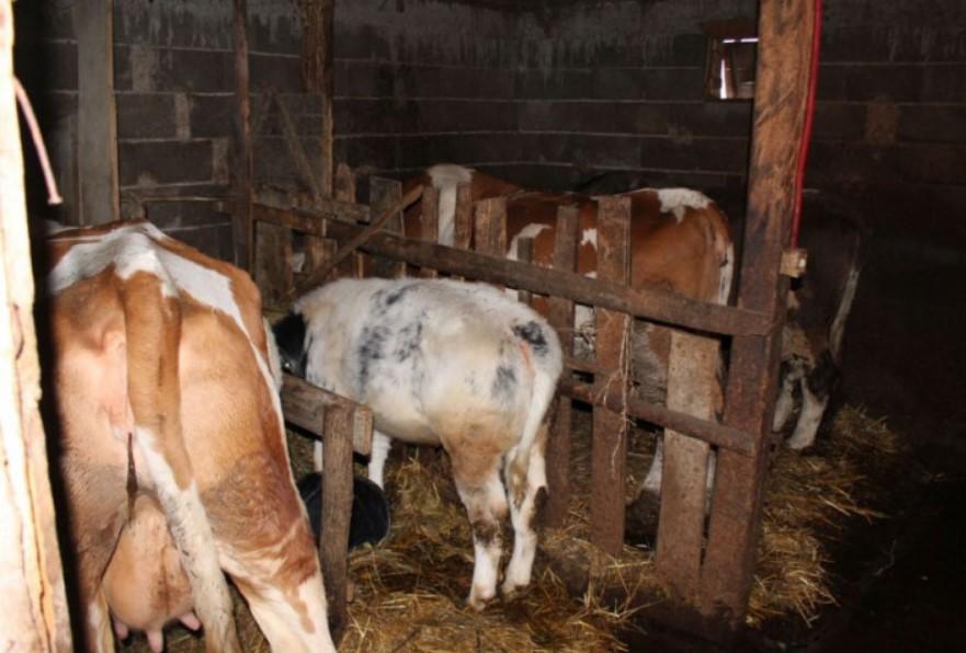 Farmeri u Bijeljini smanjili su uzgoj stoke za 70 posto - Avaz