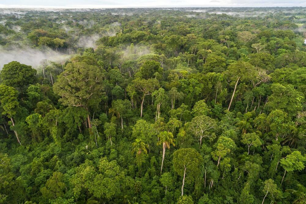 Divovsko drvo u Amazoniji visoko 88,5 i široko 9,9 metara