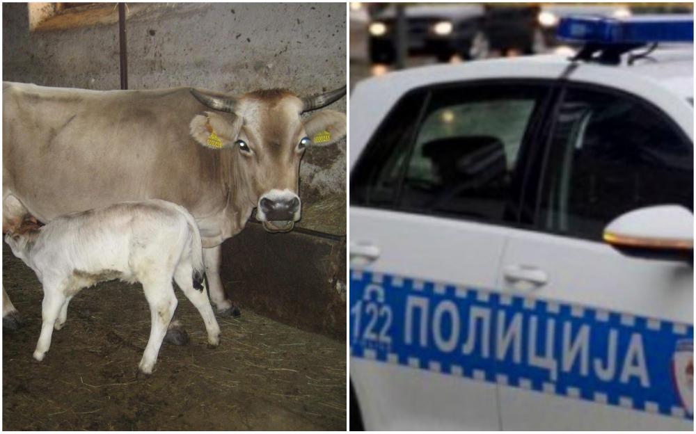 Lopov ukrao pet krava u vrijednosti 12.500 KM