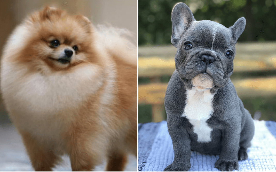 Koji pas vam je ljepši - pomeranac ili francuski buldog?