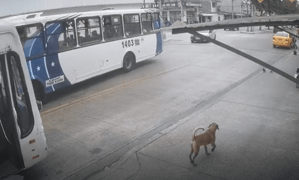 Pas sjeo u autobus i otišao iznenaditi vlasnicu na poslu