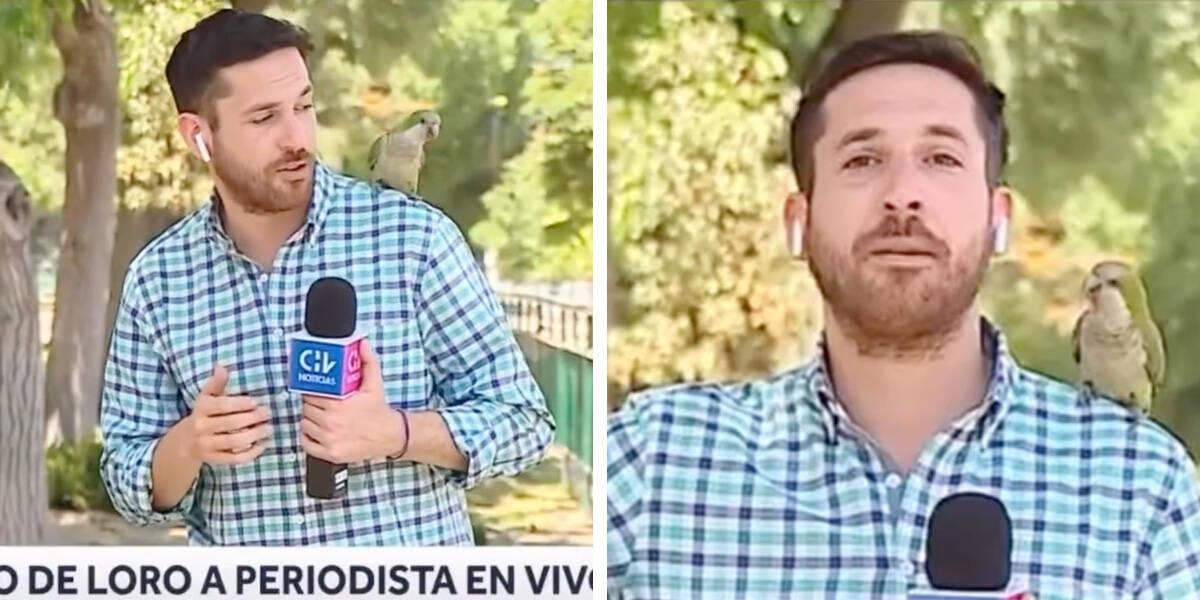 Papagaj ukrao slušalice novinaru tokom prenosa uživo u Čileu