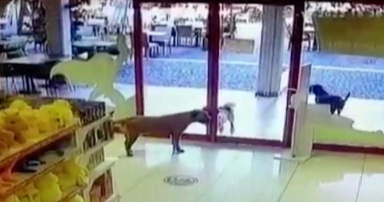 Kamera uhvatila pse koji su se udružili kako bi opljačkali trgovinu igračaka