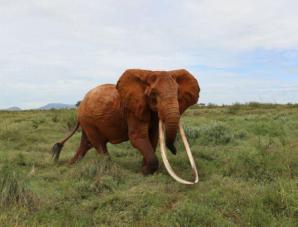 Uginula je poznata kenijska slonica, vjerovalo se da je najveća ženka slona u Africi