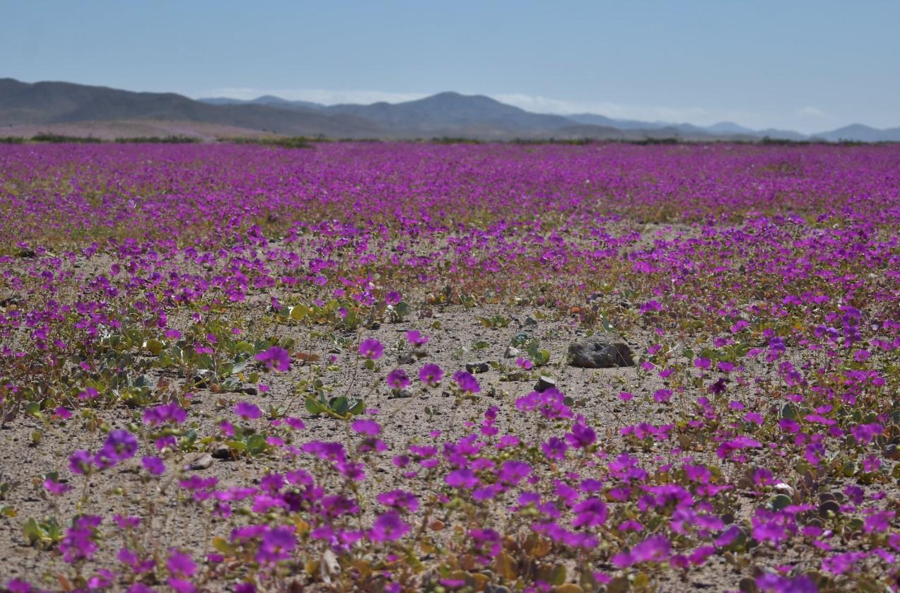Pustinja Atakama u Čileu - Avaz