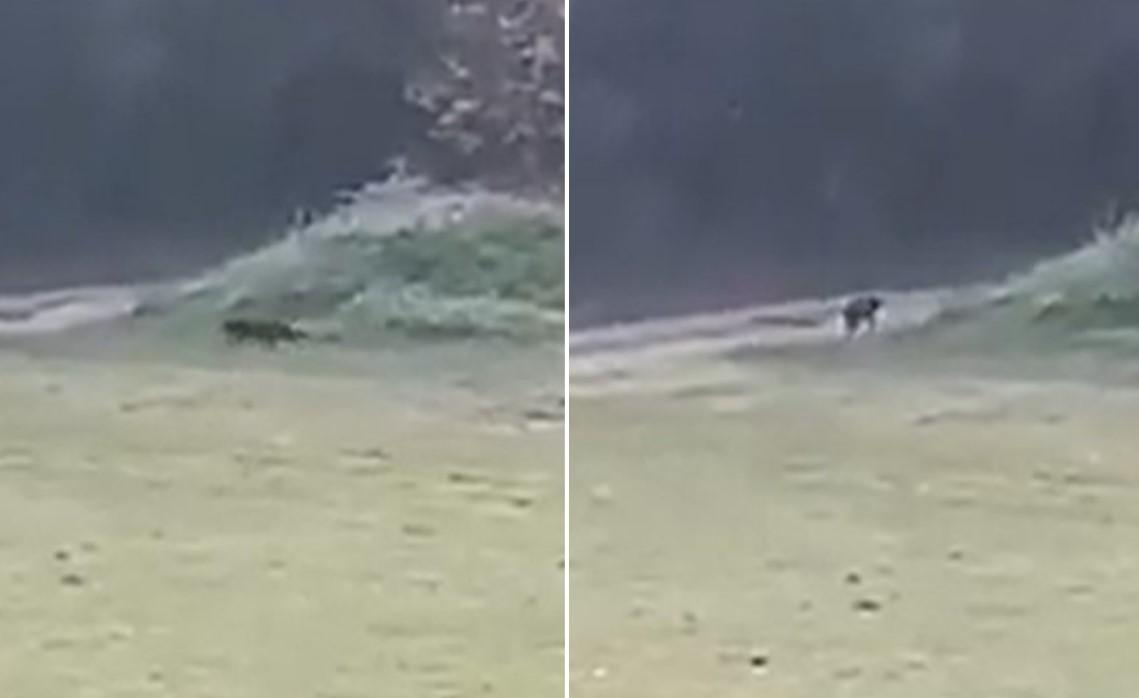Da li je ovo snimak crnog pantera u Banji Junaković: Krupna zvijer prelazi put i ulazi u šumu
