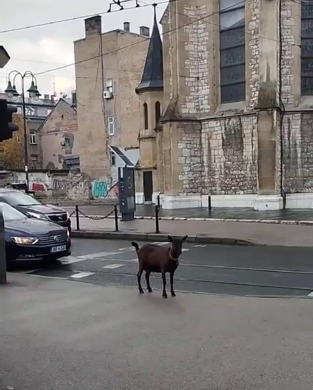 Ko je pustio kozu kod katedrale u Sarajevu: Sreća joj je da nije blizu Jablanica