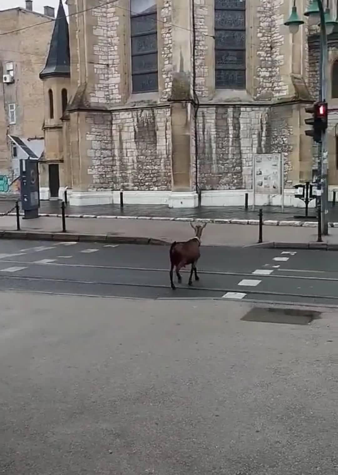 Koza prelazi pješački prijelaz - Avaz