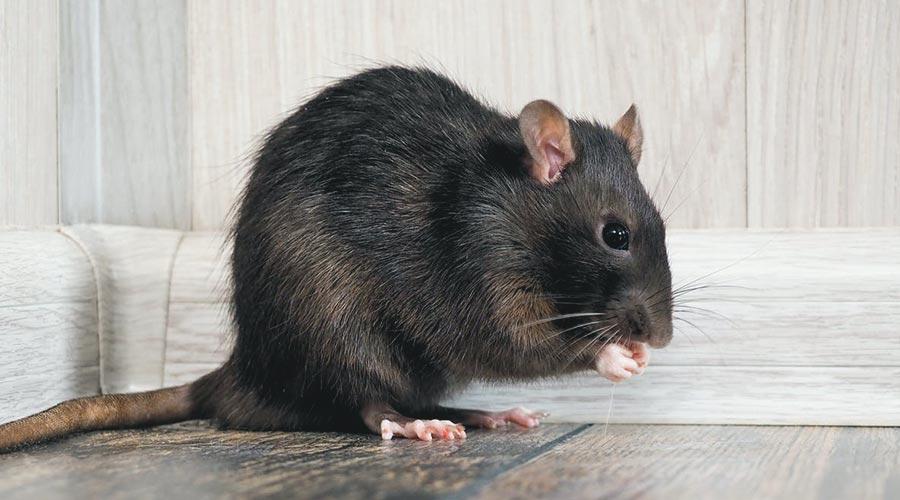 Neobičan slučaj u Indiji: Policija tvrdi da su pacovi pojeli više od 700 kilograma kanabisa