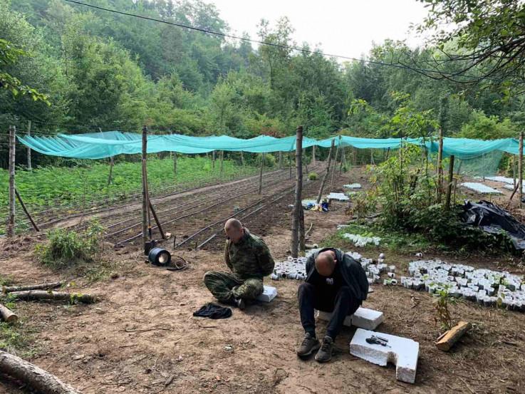 Zaplijenjeno 600 sadnica u kampu kod Velike Kladuše - Avaz