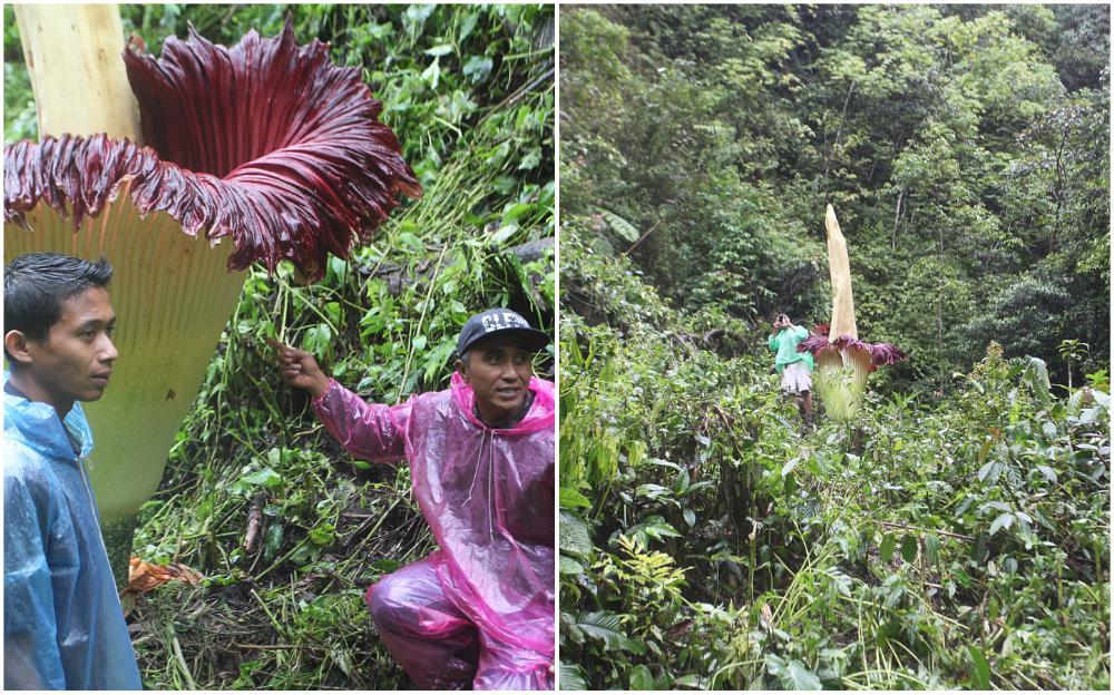"Mrtvački cvijet" u indonezijskoj šumi narastao više od četiri metra