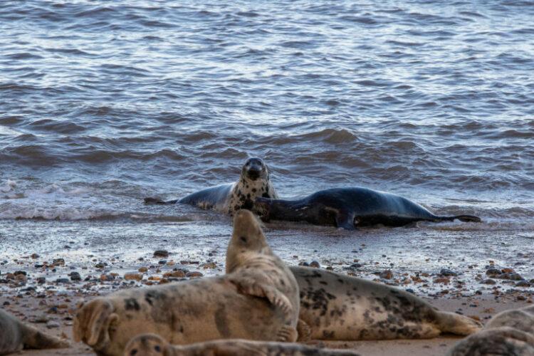 Na ruskoj obali Kaspijskog mora pronađeno 1.700 mrtvih foka