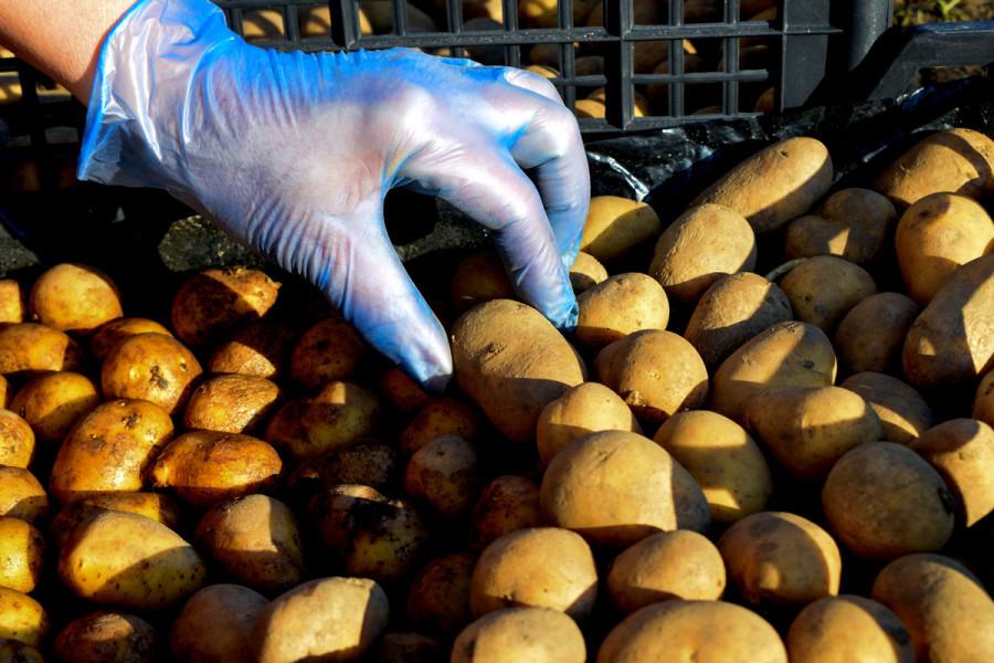 Lopovi u Austriji ukrali 120 kilograma krompira
