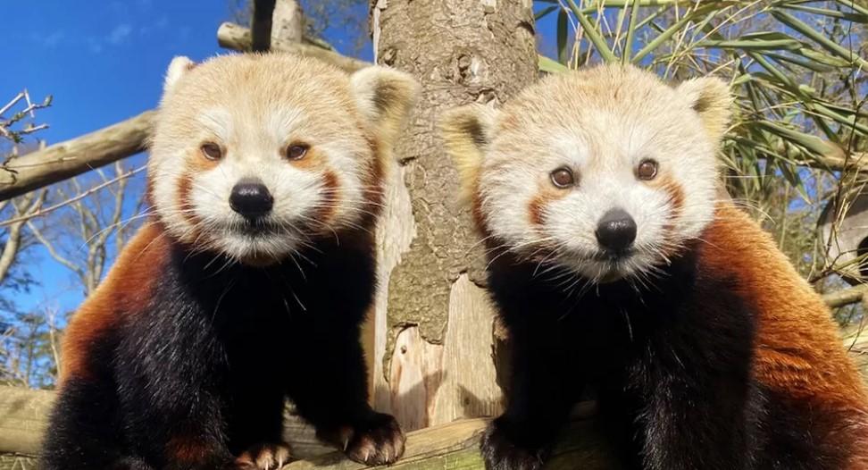 Mladunci crvene pande uginuli u Engleskoj uslijed hladnoće