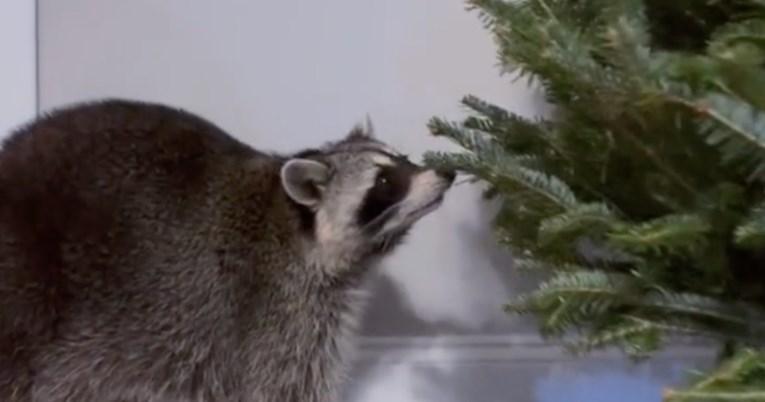 Hit reakcija životinje koja se prvi put susrela s božićnim drvcem