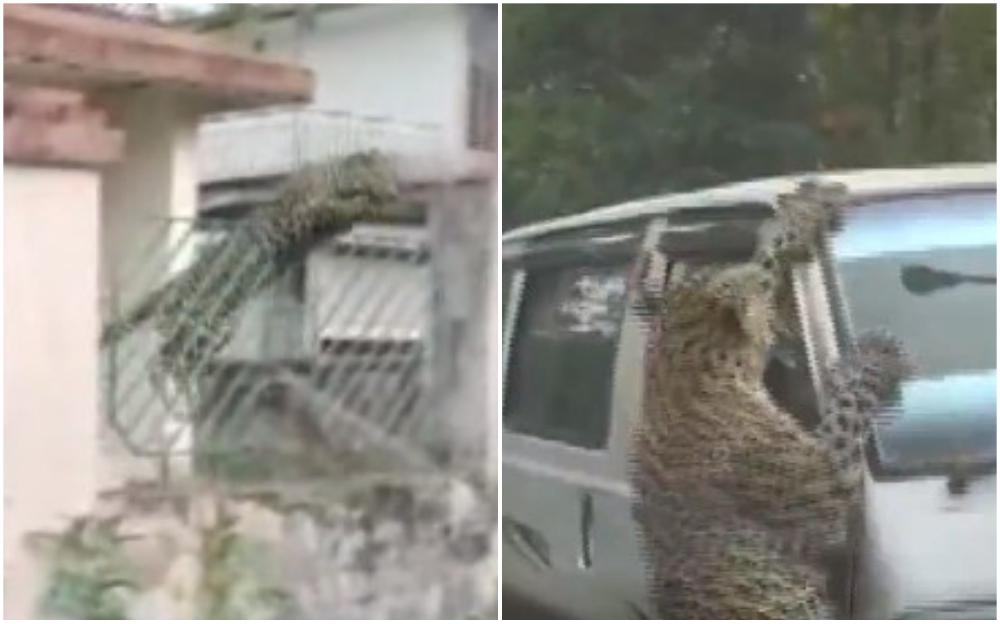 Leopard izašao iz šume i počeo napadati ljude: Zastrašujući napad na kombi pun ljudi
