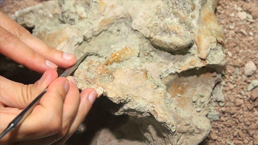 Ovo su najveća otkrića u oblasti arheologije i paleontologije u ovoj godini