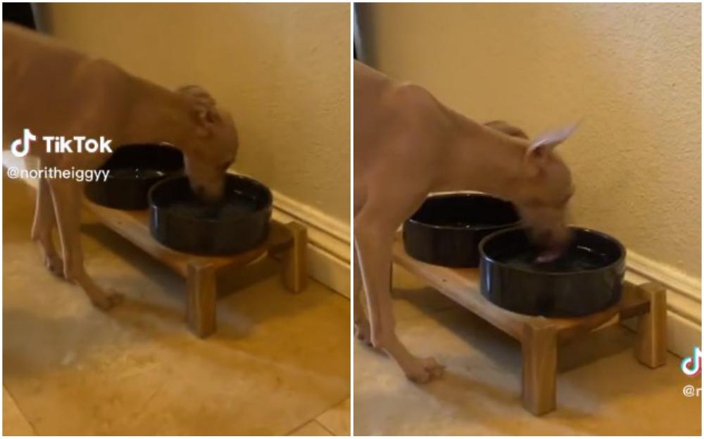 Pas na neobičan način pije vodu - Avaz