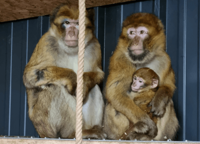 Majmun pobjegao iz kaveza u Prijedoru i s mladunčetom se popeo na drvo, evo šta kažu vlasnici