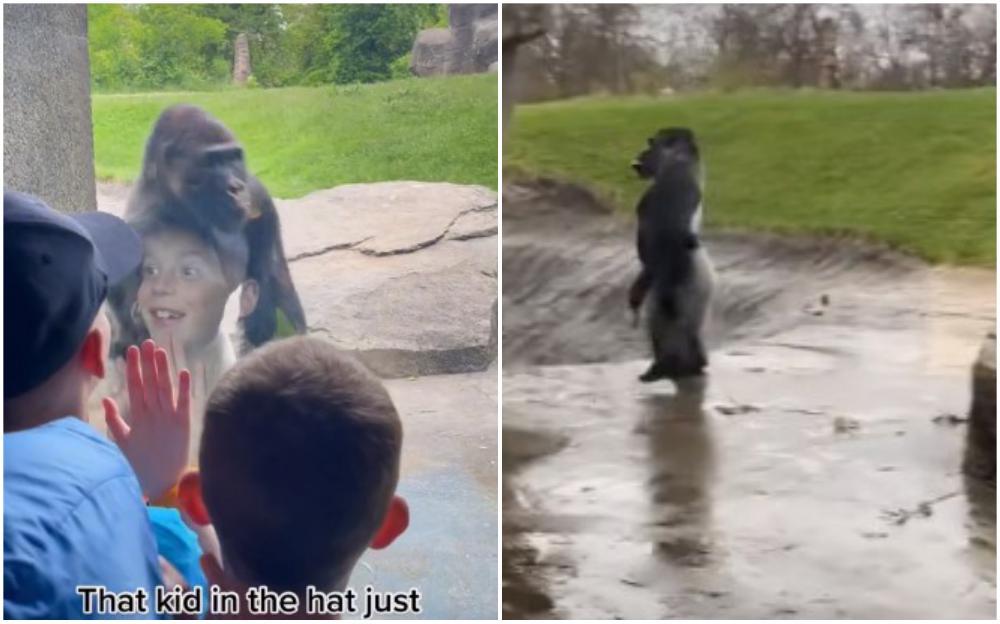 Gorile u zoološkom vrtu - Avaz