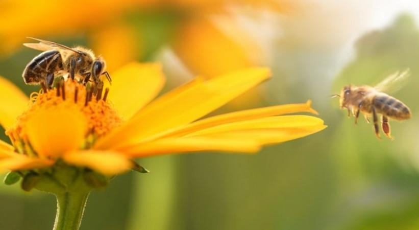 SAD odobrio prvu vakcinu za pčele