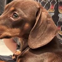 Essex dachshund Twiglet returned after video of theft shared