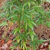 Policija u kući u Neumu pronašla devet stabljika marihuane 
