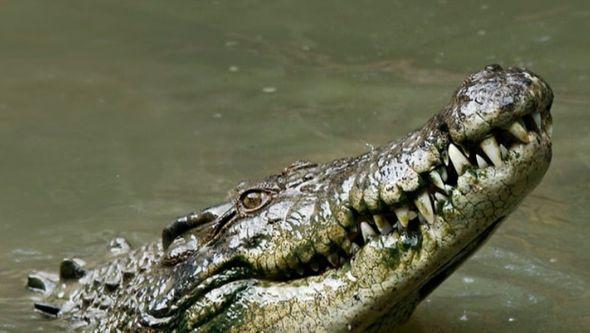 Krokodil pojeo muškarca - Avaz