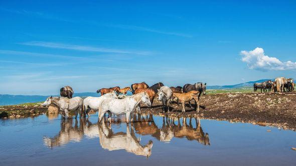 Prelijep prizor divljih konja u Livnu - Avaz