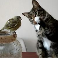 Neodoljivo: Mačka oduševila internet svojom reakcijom na pticu