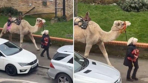 Ostaje nejasno odakle je kamila došla, a njihovo držanje nije zabranjeno u Velikoj Britaniji  - Avaz