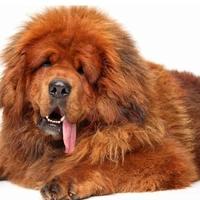 Ovo je najskuplja pasmina psa na svijetu, štene košta i do dva miliona dolara