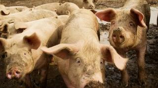 U BiH situacija u vezi s afričkom svinjskom kugom stabilna, novi slučajevi pojavljuju se sporadično