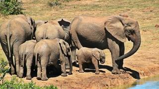 Zašto su umrle stotine slonova i da li im prijeti opasnost od izumiranja