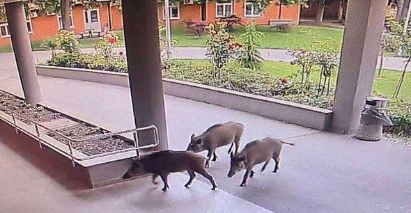 Divlje svinje "posjetile" zagrebačku bolnicu - Avaz