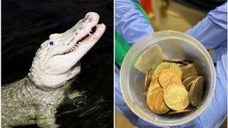 Veterinari izvadili 70 kovanica u vrijednosti od oko sedam dolara iz želudca aligatora