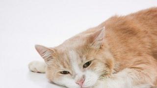 Znoje li se mačke: Veterinari objasnili kako podnose vrućine