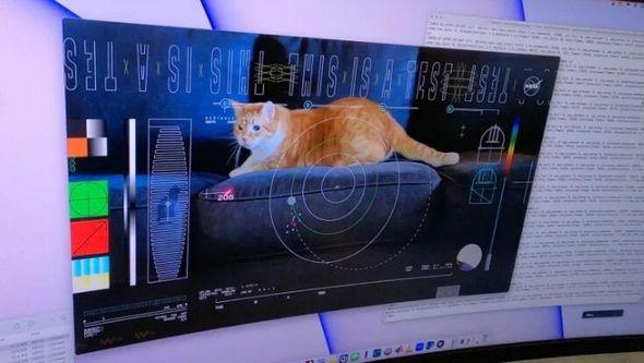 Mačak Taters lovi crvenu lasersku tačku - Avaz