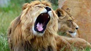 Je li ovo najstrašniji zvuk u prirodi: Šta životinjama ledi krv u žilama više od rike lavova i pucnjeva
