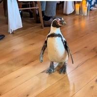 Nosio prstenje za mladence: Pingvin ukrao svu pažnju na vjenčanju 