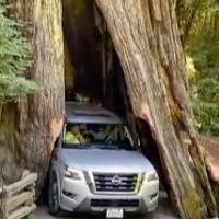 Video / Pokušao autom proći kroz 2.500 godina staro drvo pa ga oštetio