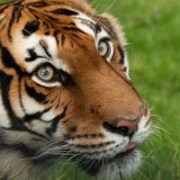 Danas je Svjetski dan tigrova