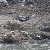 U rijeci Bosni pronađeno beživotno tijelo žene koja je nestala u Sarajevu